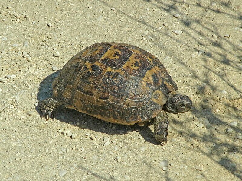 File:Testudo graeca CBNestos.JPG