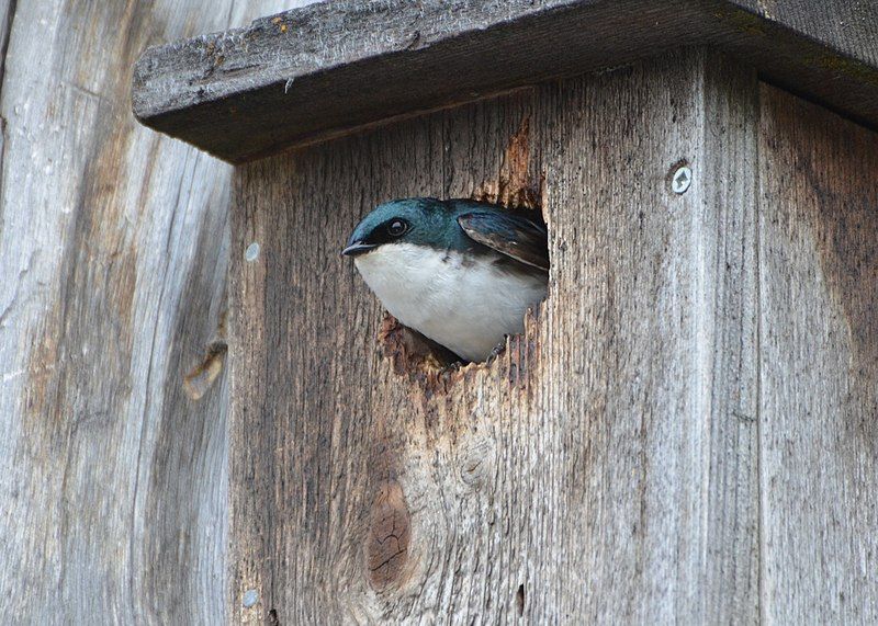 File:Tree Swallow (14398630838).jpg