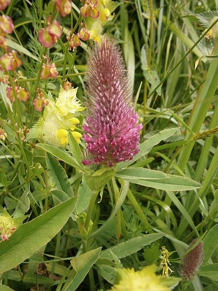 File:Trifolium rubens002.jpg