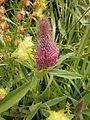 Trifolium rubens