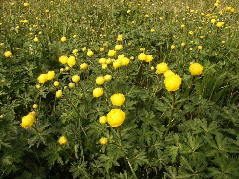 File:Trollius europaeus 020503.jpg