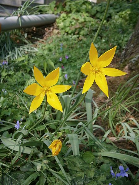 File:Tulipa sylvestris 04.JPG