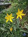 Tulipa sylvestris