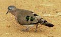 Emerald-spotted Wood Dove with emerald spots