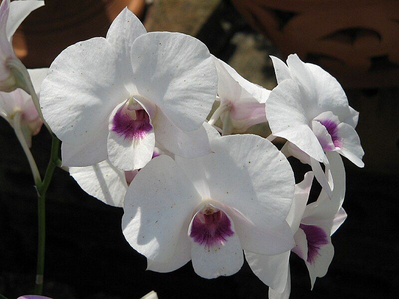 File:Unid orchid14.JPG