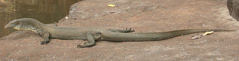 File:Varanus mertensi-Wyndham-WA.jpg