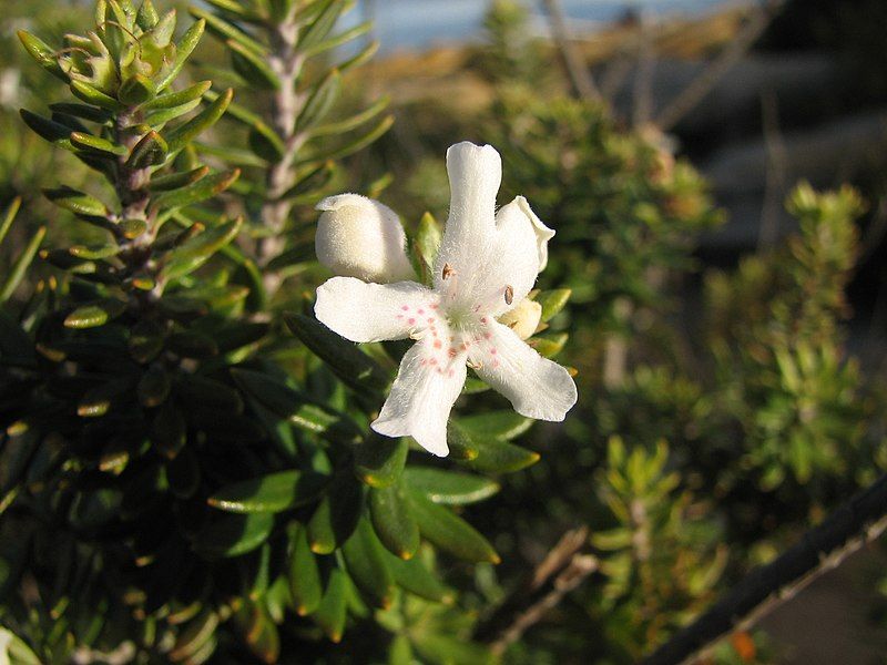 File:Westringia fruticosa 04.jpg