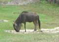 A wildebeest