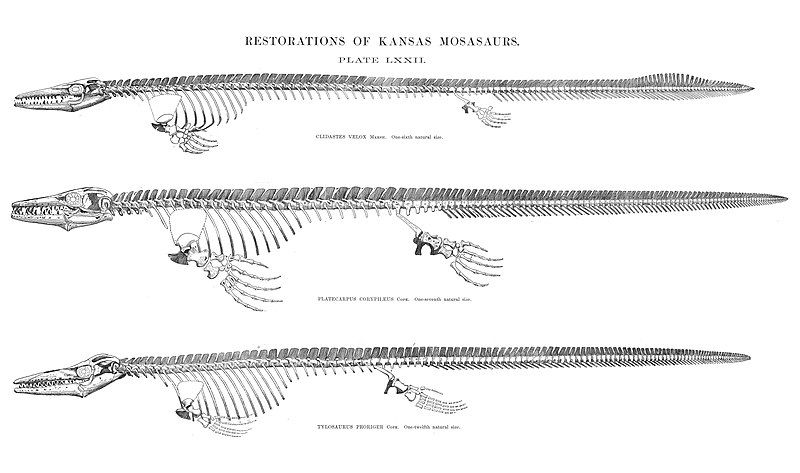 File:Williston1898Mosasaurs.jpg