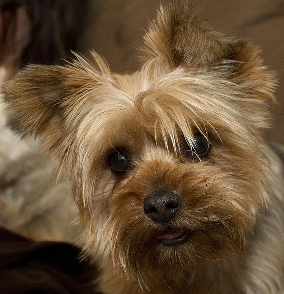 File:Yorkie-71465 640.jpg