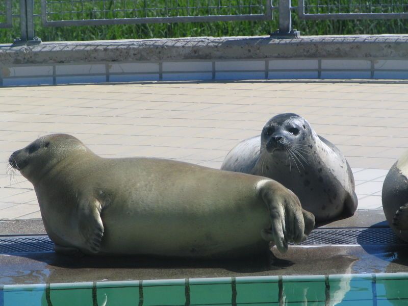 File:Zeehondencreche Pieterburen-2.JPG