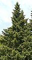 Abies bracteata