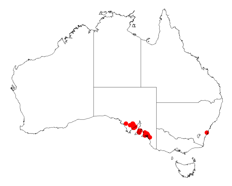 File:Acacia rhetinocarpaDistMap764.png