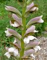 Acanthus spinosus