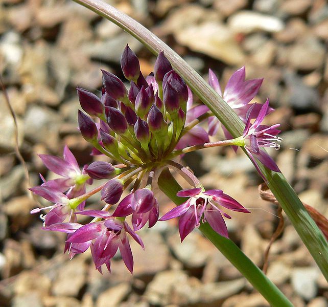 File:Allium tuolumnense 2.jpg