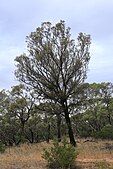 Casuarina luehmannii.