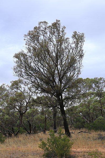 File:Allocasuarina luehmannii (32481958492).jpg