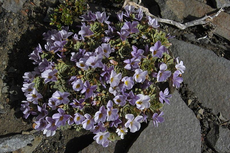 File:Alpine Violet (3143599599).jpg