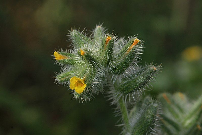 File:Amsinckia tessellata 7740.JPG