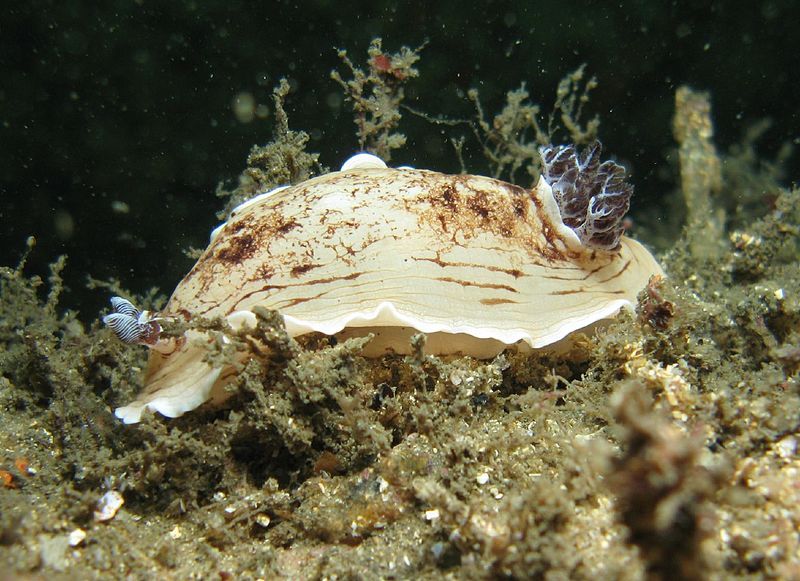 File:Aphelodoris varia.jpg