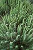 sand sagebrush (Artemisia filifolia)