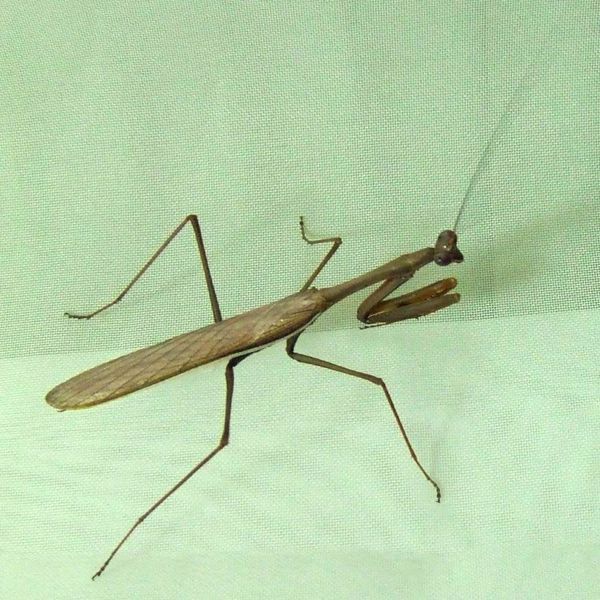 File:Australian Praying Mantis.jpg