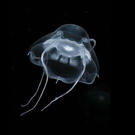 Gelatinous predators like this narcomedusan consume the greatest diversity of mesopelagic prey