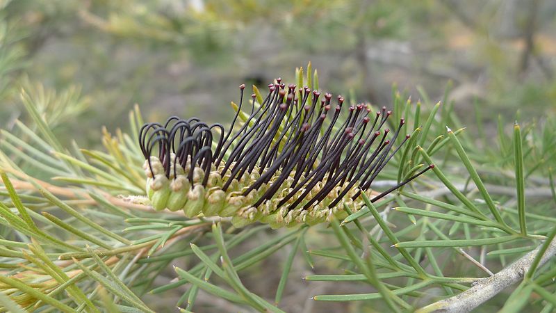 File:Black Grevillea (6368973497).jpg