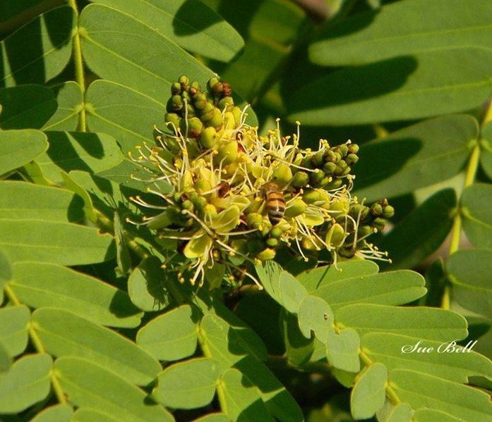 File:Brachystegia boehmii00.jpg