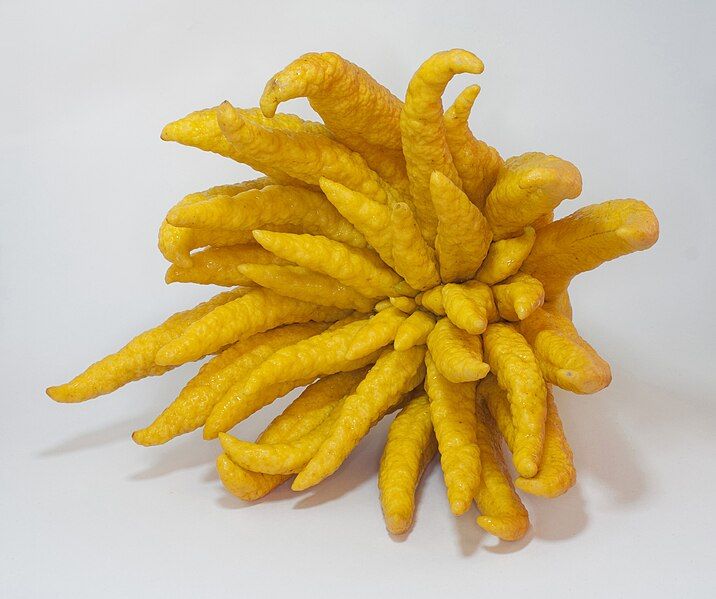 File:Buddhas hand 2.jpg