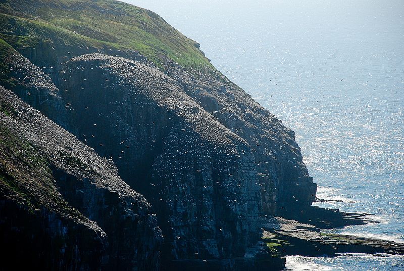 File:Cape St.Mary's Newfoundland.jpg