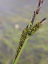 Carex nigra