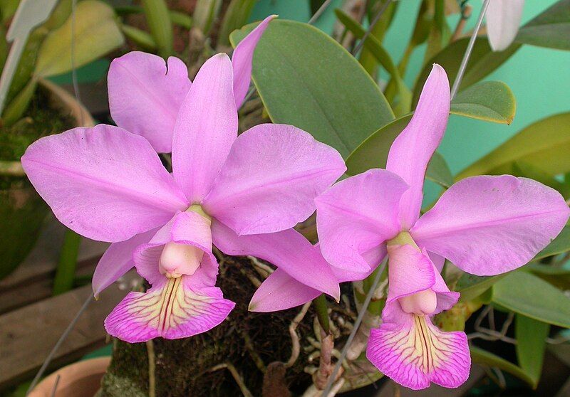 File:Cattleya nobilior.jpg