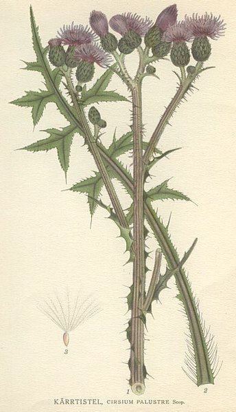 File:Cirsium palustre.jpg