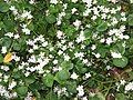 Claytonia sibirica