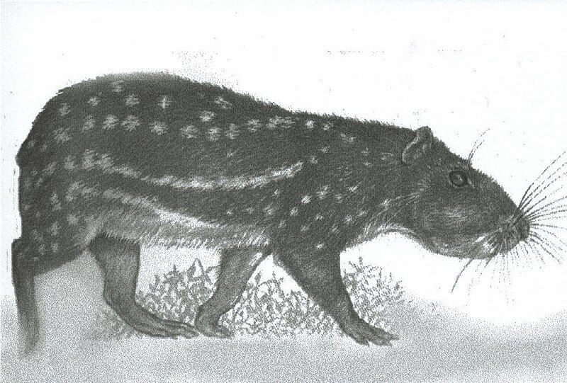 File:Cuniculus taczanowskii.jpg