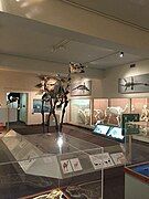 Vertebrate Paleontology Area on first floor