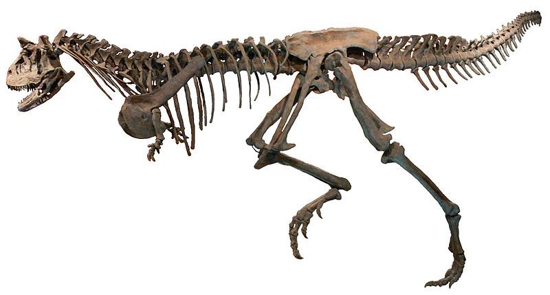 File:Dinossauromcnpucminas white background.jpg