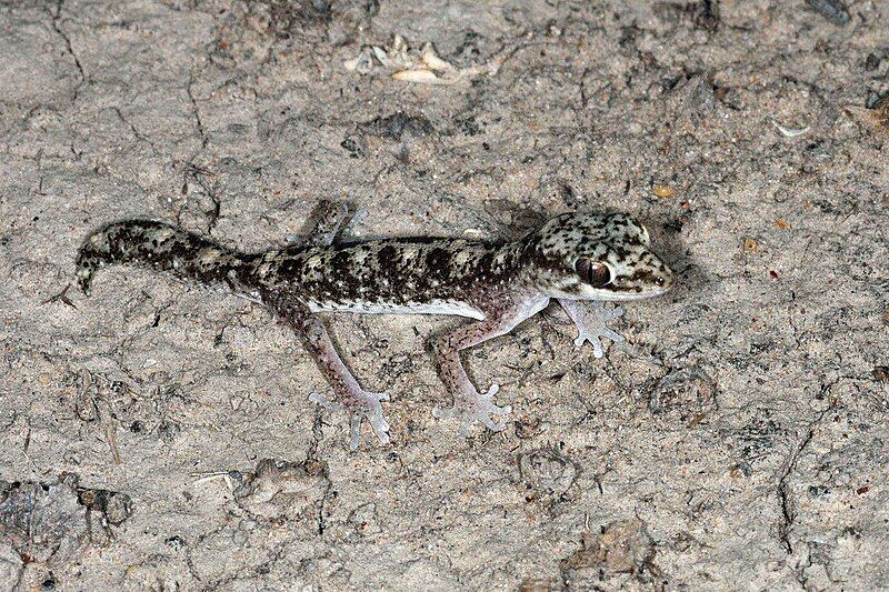 File:Diplodactylus tessellatus 73884934.jpg