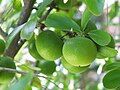 Unripe fruit