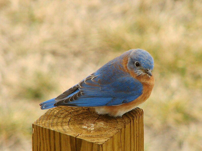 File:Eastern Bluebird.jpg