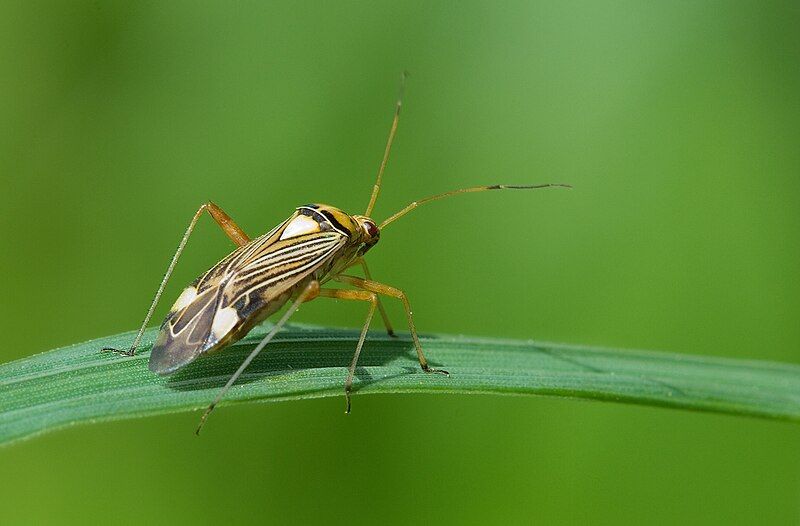 File:Eichen-Schmuckwanze Rhabdomiris striatellus.jpg