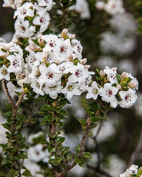 File:Epacris browniae.jpg