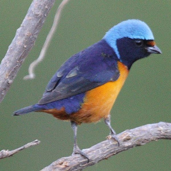 File:Euphonia elegantissima.jpg