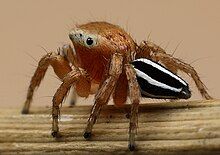 Lateral view of a spider with a striped abdomen