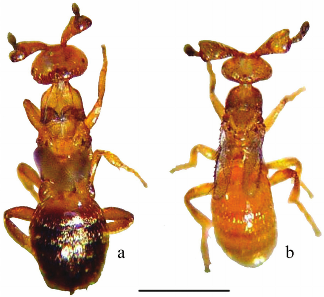 File:Figure-1-Males-of-Melittobia-parasitoid-wasps-a-M-acasta-b-M-australica-Scale-05.png