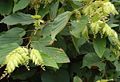 Green inflorescences