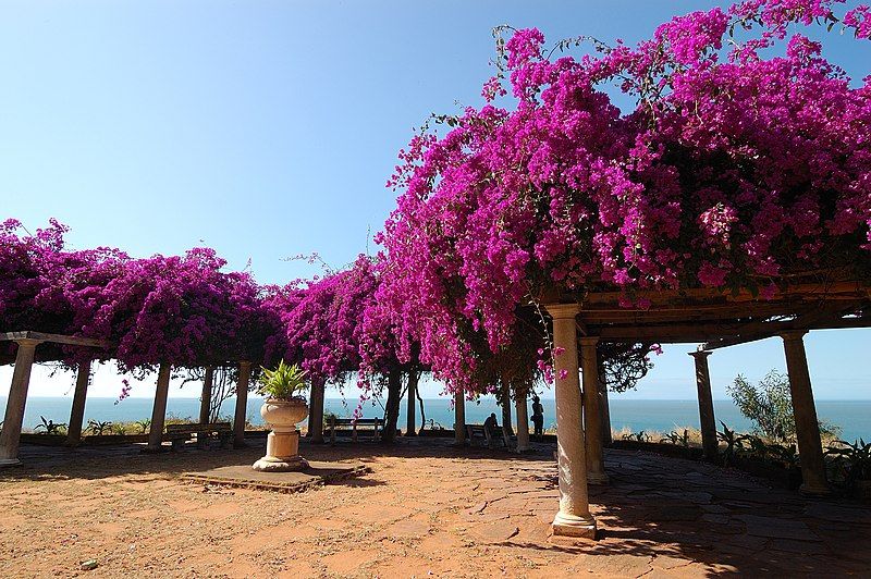 File:Flowered Maputo.jpg