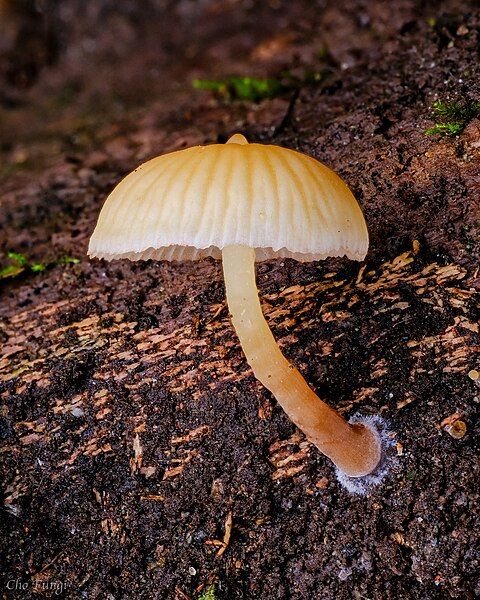 File:Galerina sulciceps 1669137.jpg