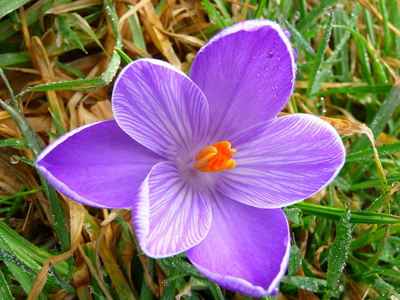 File:Geöffnete Krokusblüte.JPG